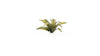 Gamers Grass -  Laser Plants - Deer Fern
