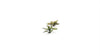 Gamers Grass -  Laser Plants - Plantain Lily