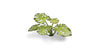 Gamers Grass -  Laser Plants - Monstera