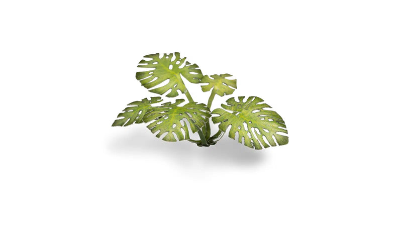 Gamers Grass -  Laser Plants - Monstera