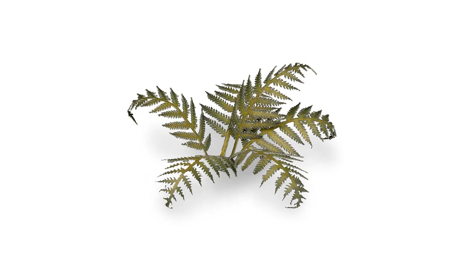 Gamers Grass -  Laser Plants - Bracken