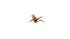 Gamers Grass -  Laser Plants - Deer Fern