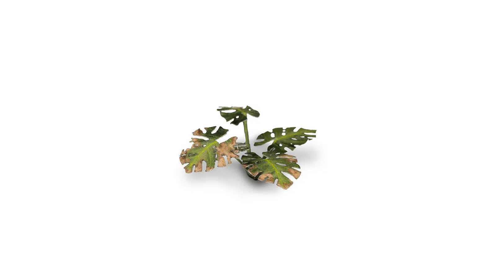 Gamers Grass -  Laser Plants - Monstera