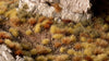 Gamers Grass -  Tuft Sets - Dry Steppe Set