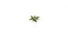 Gamers Grass -  Laser Plants - Plantain Lily