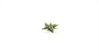 Gamers Grass -  Laser Plants - Plantain Lily