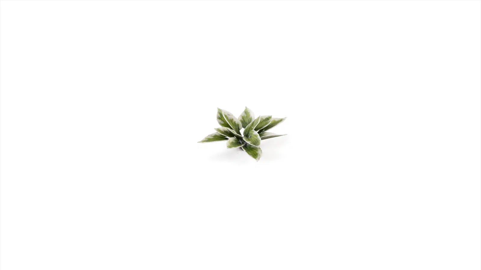 Gamers Grass -  Laser Plants - Plantain Lily