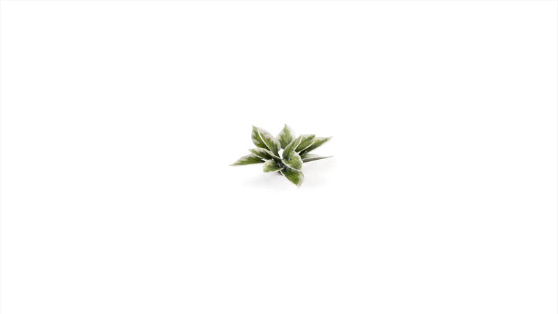 Gamers Grass -  Laser Plants - Plantain Lily