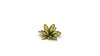 Gamers Grass -  Laser Plants - Dumb Cane