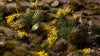 Gamers Grass -  Special Tufts - Yellow Flowers