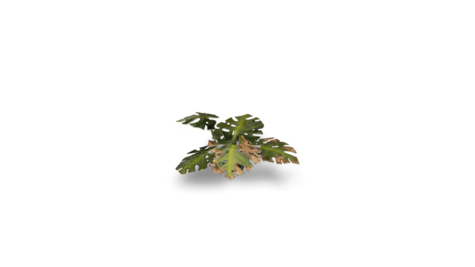 Gamers Grass -  Laser Plants - Monstera