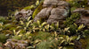 Gamers Grass -  Laser Plants - Deer Fern