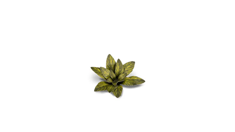 Gamers Grass -  Laser Plants - Dumb Cane