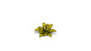 Gamers Grass -  Laser Plants - Dumb Cane