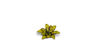 Gamers Grass -  Laser Plants - Dumb Cane