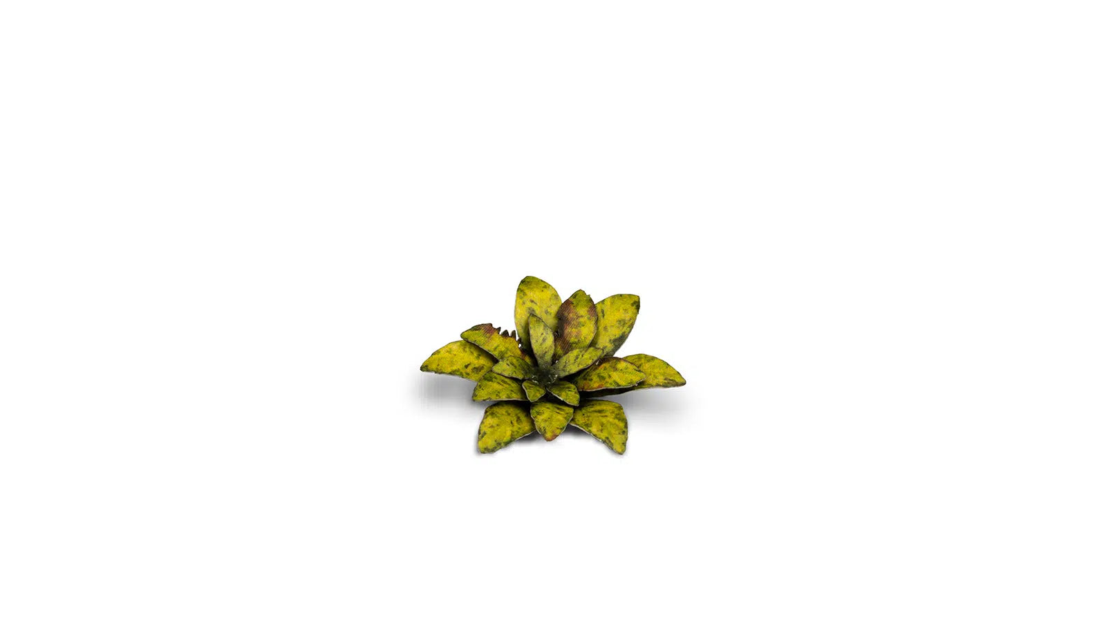 Gamers Grass -  Laser Plants - Dumb Cane