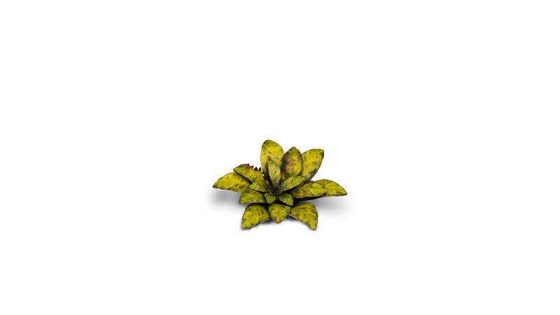 Gamers Grass -  Laser Plants - Dumb Cane